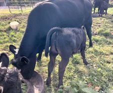 3 AA first calvers