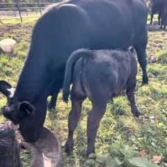 3 AA first calvers