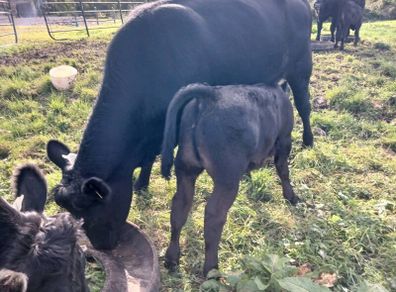 3 AA first calvers