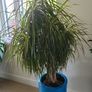 Interior planter Image 2