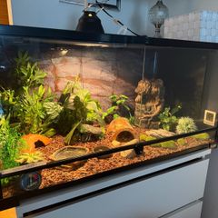 terrarium