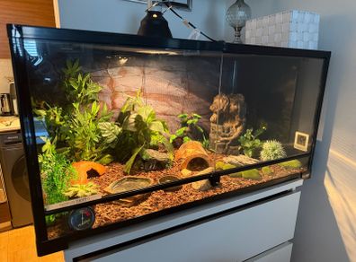 terrarium