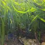 Vallisneria Image 3