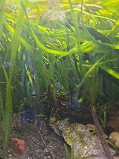 Vallisneria