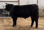 Angus Bull