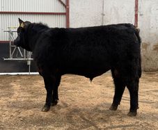 Angus Bull