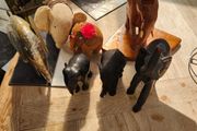 Elephants