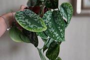 Scindapsus trebie plant