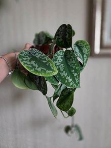 Scindapsus trebie plant