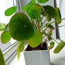 Pilea plant Image 2