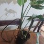 Established Monstera Albo Variegata High Variegation Image 5