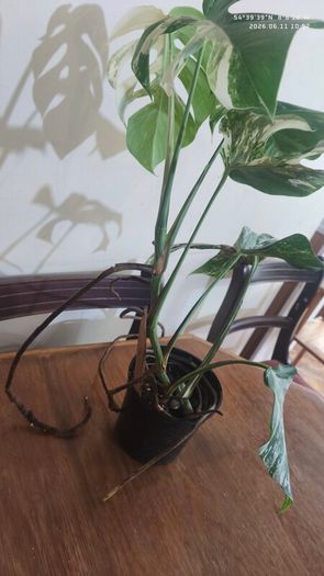 Established Monstera Albo Variegata High Variegation