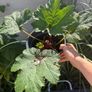 Gunnera Image 2