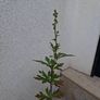 Aconite / Monkshood / Wolfsbane Image 3