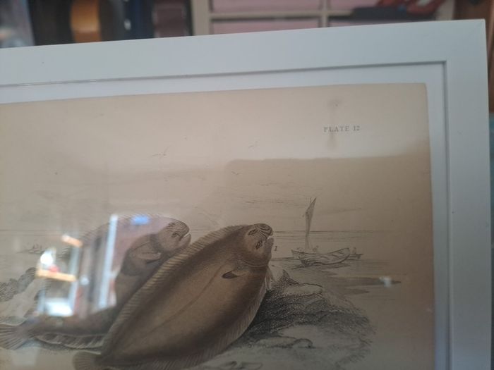 Antique fish prints 1840