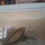 Antique fish prints 1840 Image 4