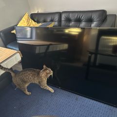 2 Tvs
