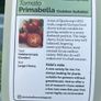 Outdoor tomato plants (different varities for garden, patio, container, hanging baskets) Image 2