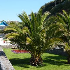 (T) Canary Island Date Palm seeds 5s (602544)