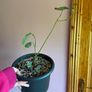 plant collection Image 2
