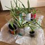 Aloe vera plants Image 2