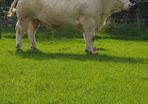 Pedigree Registered Charolais bulls for sale