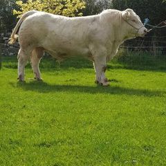 Pedigree Registered Charolais bulls for sale
