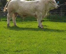 Pedigree Registered Charolais bulls for sale