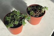 Succulent house plant