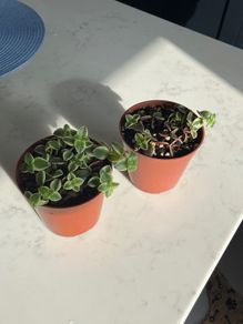 Succulent house plant