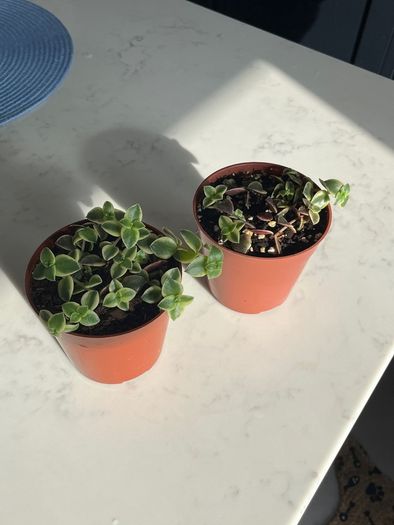 Succulent house plant