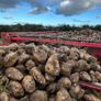 Fodder Beet Image 2