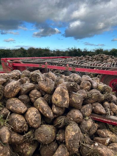 Fodder Beet