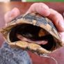 Antique turtle shell Image 6