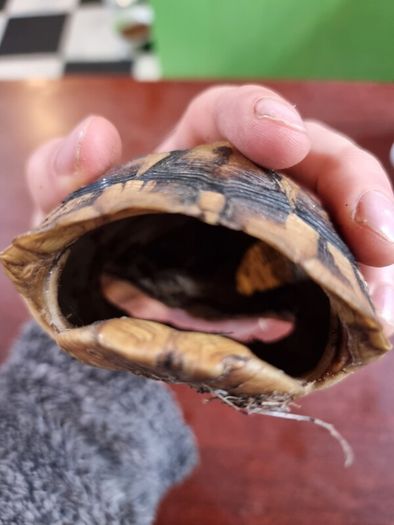 Antique turtle shell