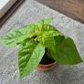 Carolina Reaper Chilli Plant Image 2