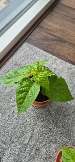 Carolina Reaper Chilli Plant