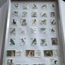 Framed Birds  of Ireland Stamp Collection Image 7
