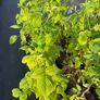 Golden Queen yellow raspberry 2l pot available in September 2024 Image 2