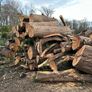 firewood logs cut last autumn to takeaway  FREE ready to burn Image 2
