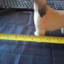 Beautiful Old Afghan Hound figurine, Postage Available or collection Image 7