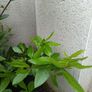 bay tree/plant Image 5