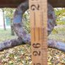 Victorian Cast Iron Cauldron 1800s Flower Pot Image 4