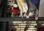 sugar gliders