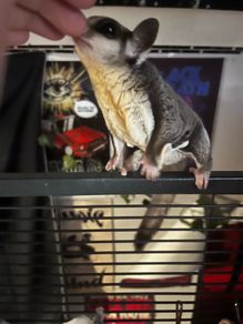 sugar gliders