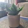 Healthy Sansevieria Hahnii in Decorative Pot Image 7