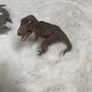 Schleich dinosaur and crocodiles Image 4