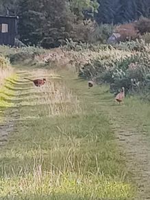 Pheasants 2026