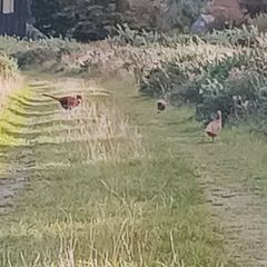 Pheasants 2026