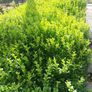 Box Hedging Image 2